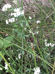 Galium palustre palustre
