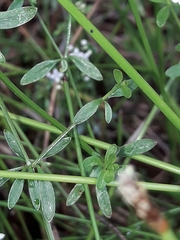 Galium palustre palustre