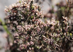 Amphithalea ericifolia ericifolia