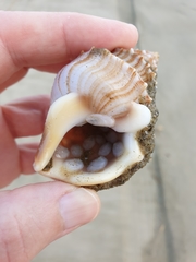 Maoricrypta sodalis