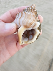 Maoricrypta sodalis