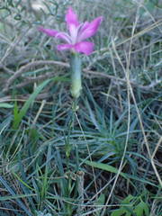 Dianthus caryophyllus