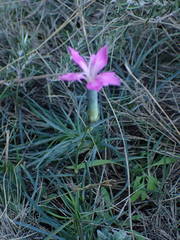 Dianthus caryophyllus