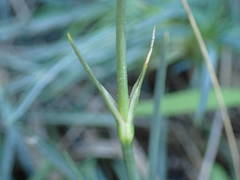 Dianthus caryophyllus