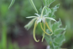 Brachystelma macropetalum