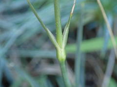 Dianthus caryophyllus