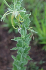 Brachystelma macropetalum