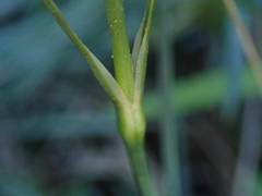 Dianthus caryophyllus