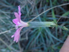 Dianthus caryophyllus