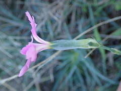 Dianthus caryophyllus