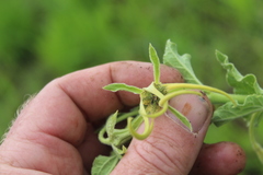 Brachystelma macropetalum