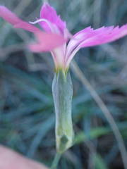 Dianthus caryophyllus