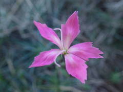 Dianthus caryophyllus