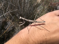 Coenomantis kraussiana