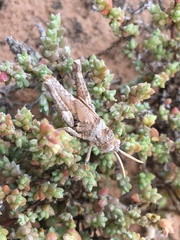 Macrolopholia