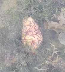 Cymbiola nobilis