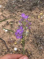 Thysanotus baueri