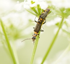 Chauliognathus kershawi