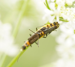 Chauliognathus kershawi