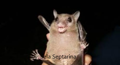 Rousettus amplexicaudatus