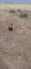 Mustela eversmanii