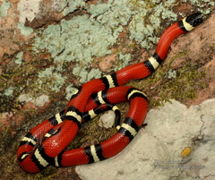Lampropeltis polyzona