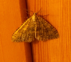 Colostygia multistrigaria