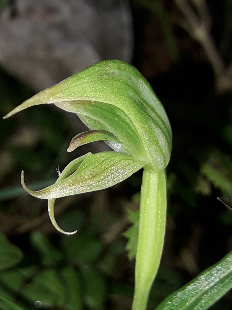 Pterostylis porrecta
