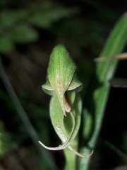 Pterostylis porrecta
