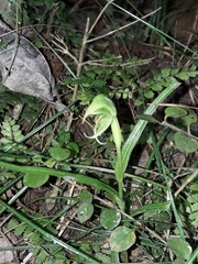 Pterostylis porrecta