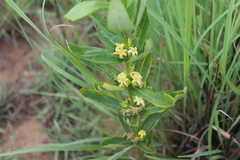 Fadogia tetraquetra