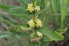 Fadogia tetraquetra