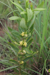Fadogia tetraquetra