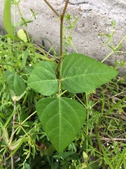 Strophostyles helvola