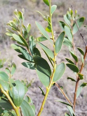 Acacia melvillei