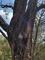 Acacia melvillei