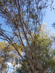 Acacia melvillei