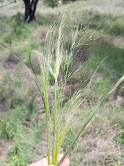 Austrostipa verticillata