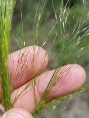 Austrostipa verticillata