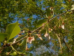 Prunus serrulata