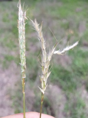 Bothriochloa biloba