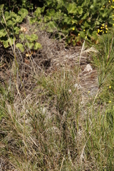 Pseudopentameris macrantha