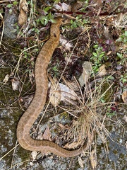 Gloydius himalayanus