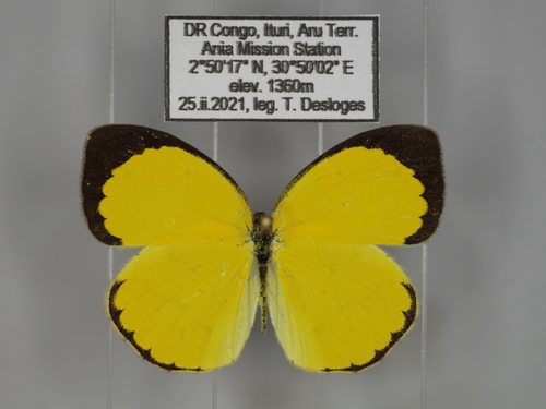 African Angled Grass Yellow
