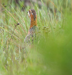 Scleroptila levaillantii