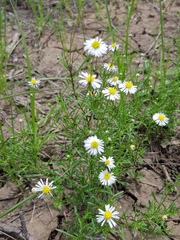 Brachyscome dalbyensis
