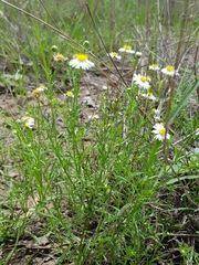 Brachyscome dalbyensis