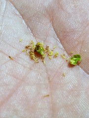 Brachyscome dalbyensis