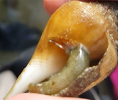 Laevistrombus turturella