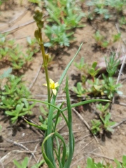 Bulbine semibarbata